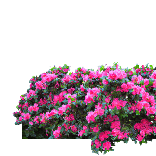 Pink azalea bush simple flower in PNG transparent