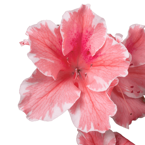 Pink azalea PNG transparent no background