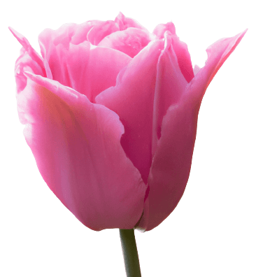 Pink holand tulip flower in PNG transparent no background