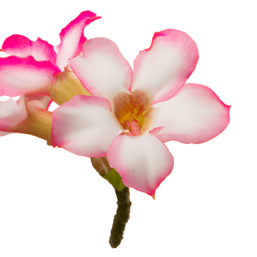 Pink lite azalea flower in PNG no background