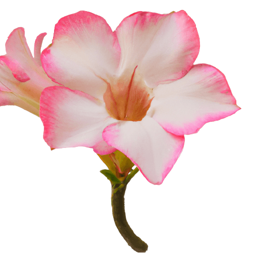 Pink lite azalea flower in PNG transparent