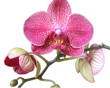 Pink purple orchid flower PNG transparent