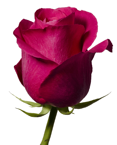 Pink rose flower PNG no background