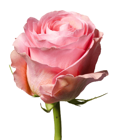 Pink rose flower PNG no background