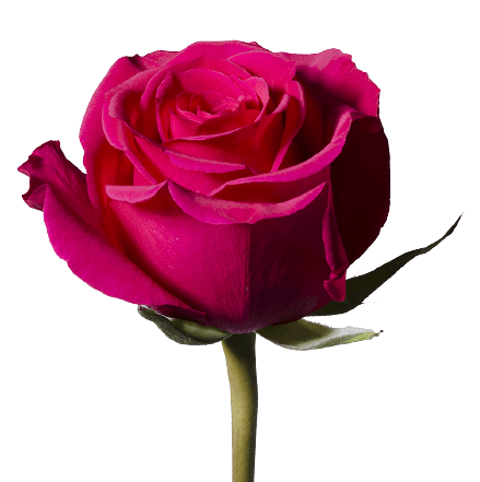 Pink rose no background transparent flower