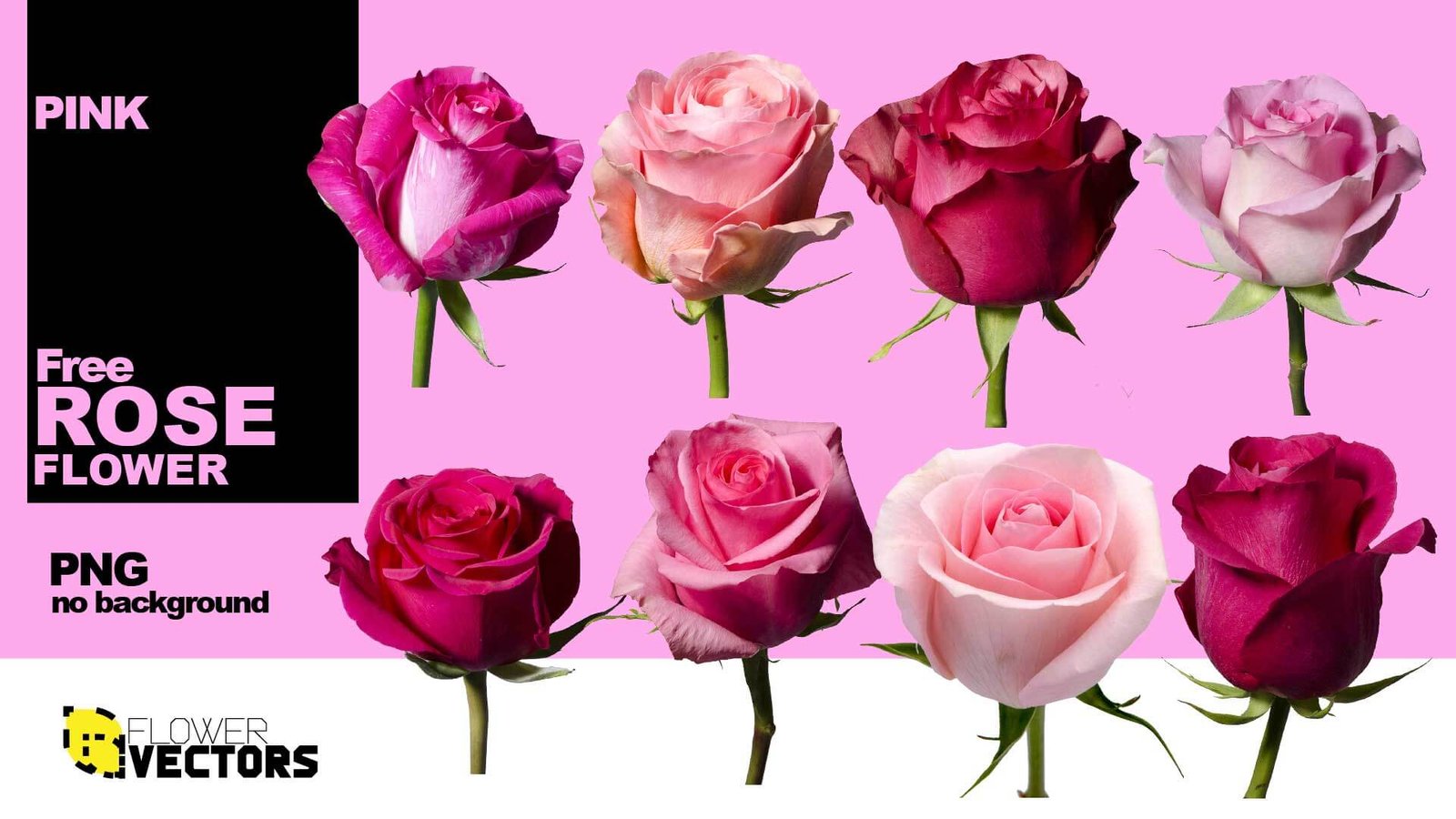 Pink rose PNG, flower no background transparent