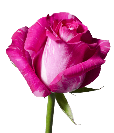 Pink rose PNG transparent no background