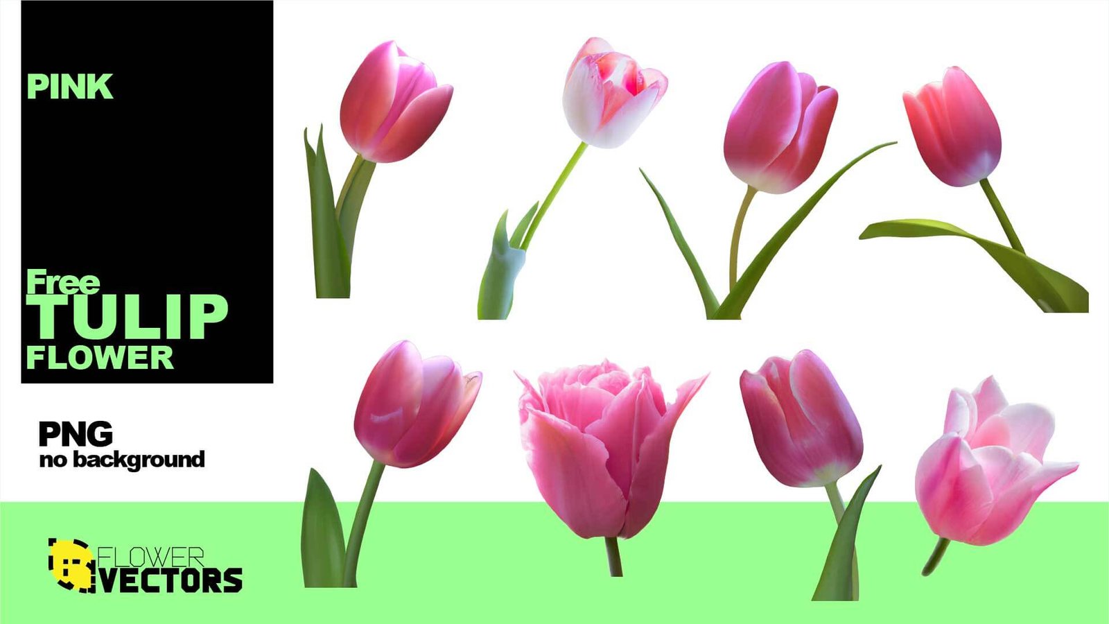 Pink tulip flower in PNG transparent, no background for free