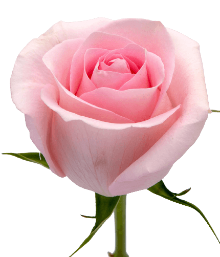 Premium pink rose flower transparent PNG