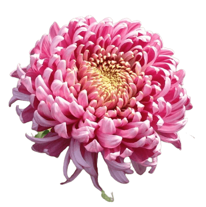 Purple chrysanthemum flower in PNG file transparent