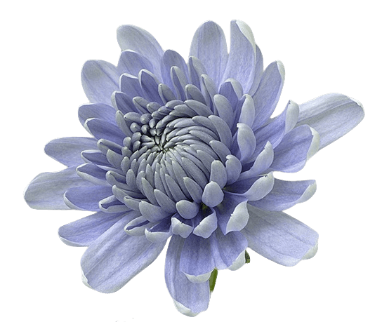 Lite purple chrysanthemum PNG files 