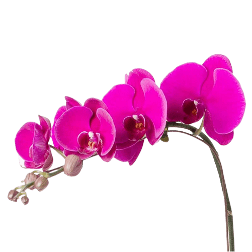 Purple orchid flower no background in PNG file