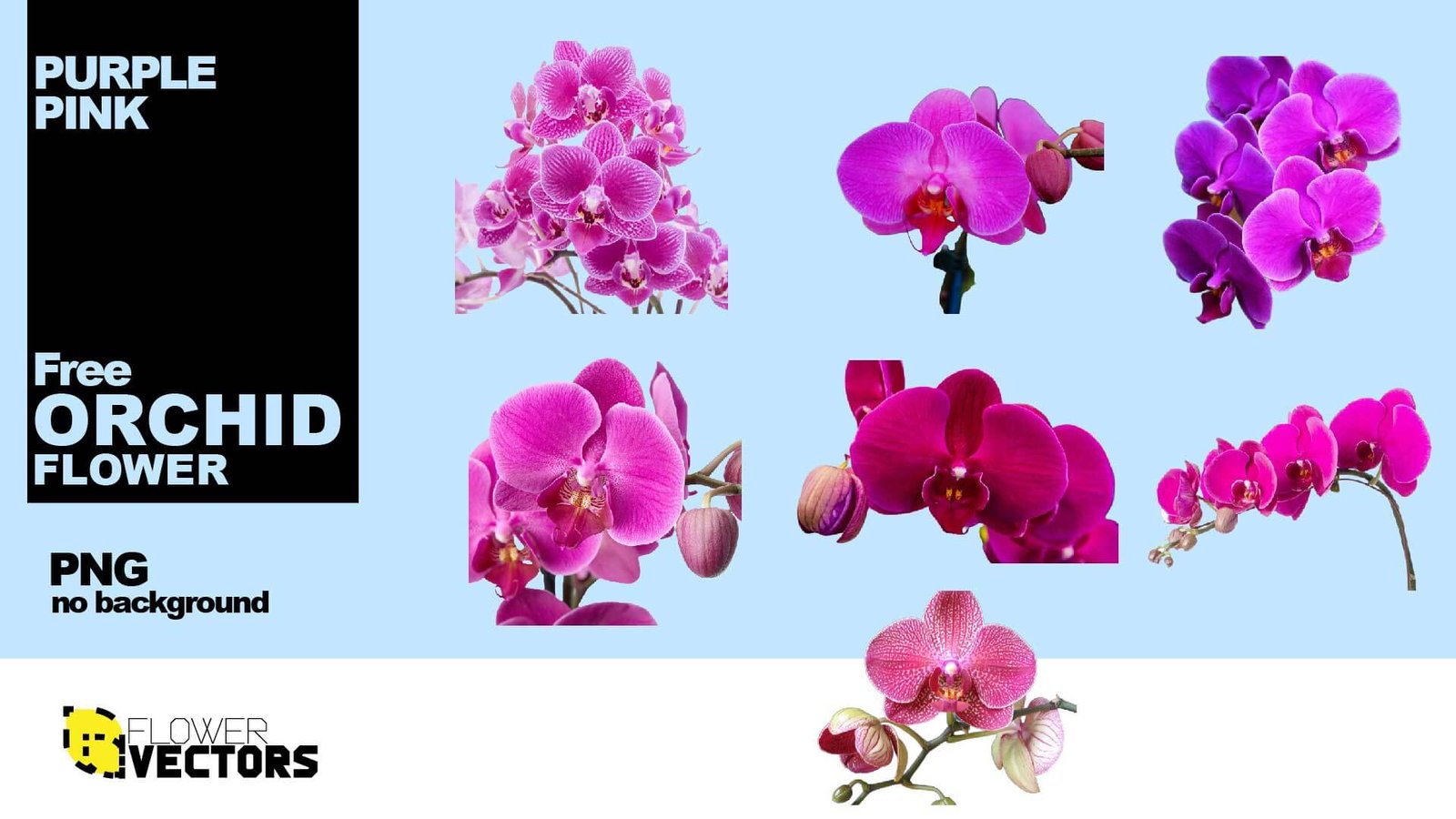 Purple orchid PNG to download