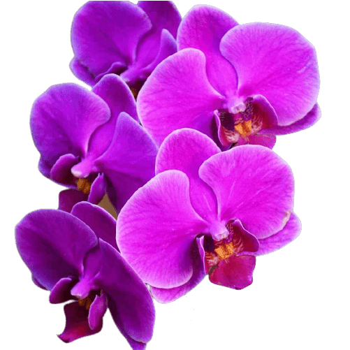 Purple orchid png