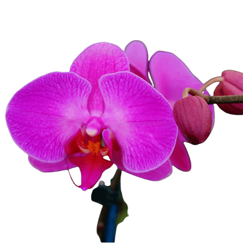 Purple orchid small flower in PNG