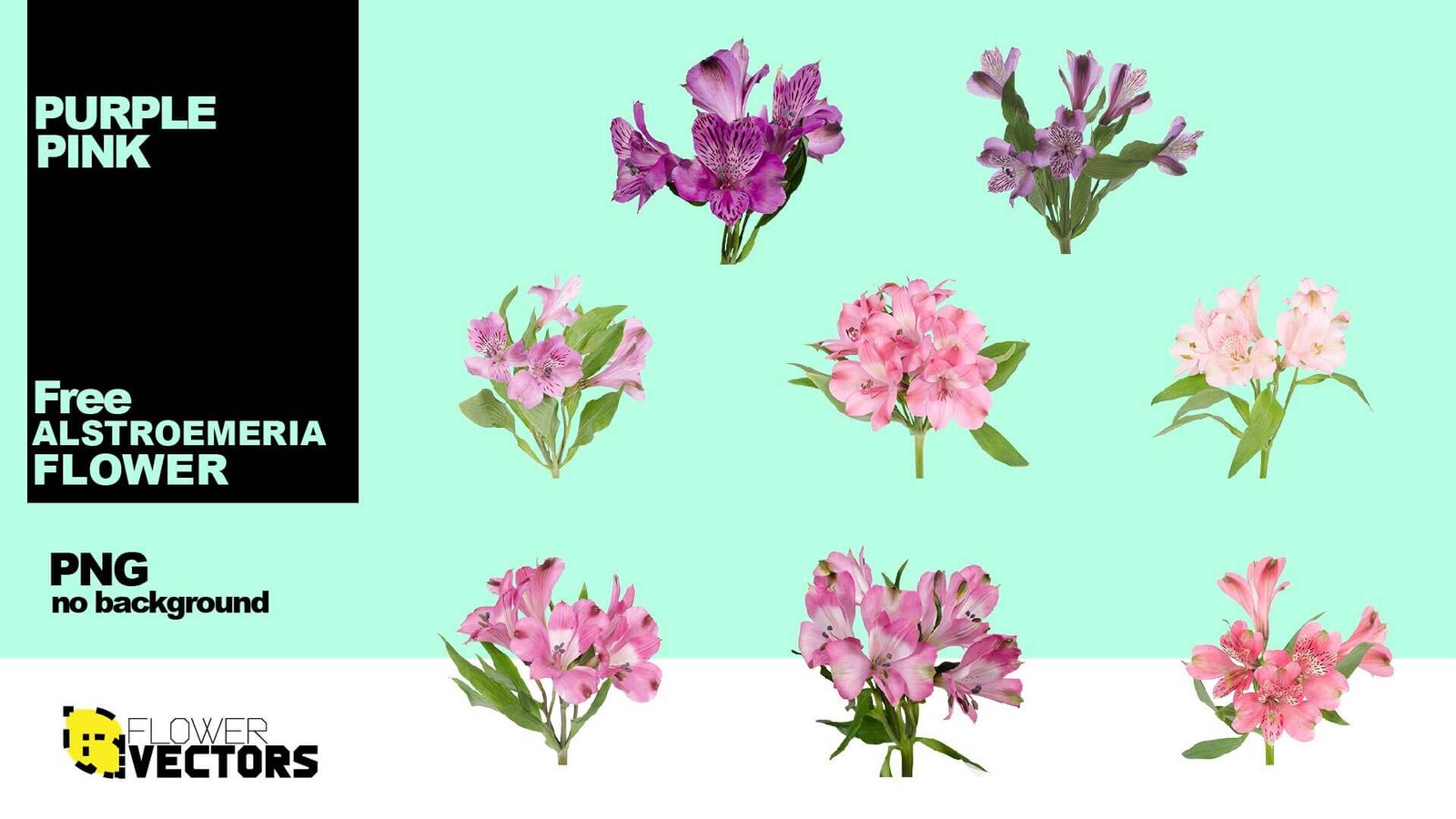 Purple pink alstroemeria PNG flower transparent