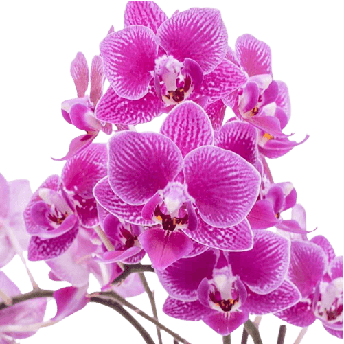 Purple pink orchid flower PNG transparent file