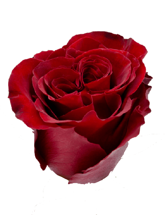 Red rose ecuador PNG flower