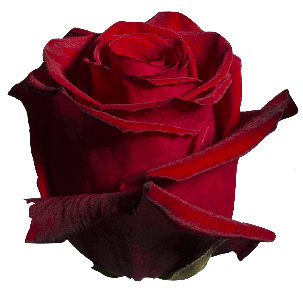 Red rose flower PNG transparent