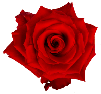 Red rose front flower PNG