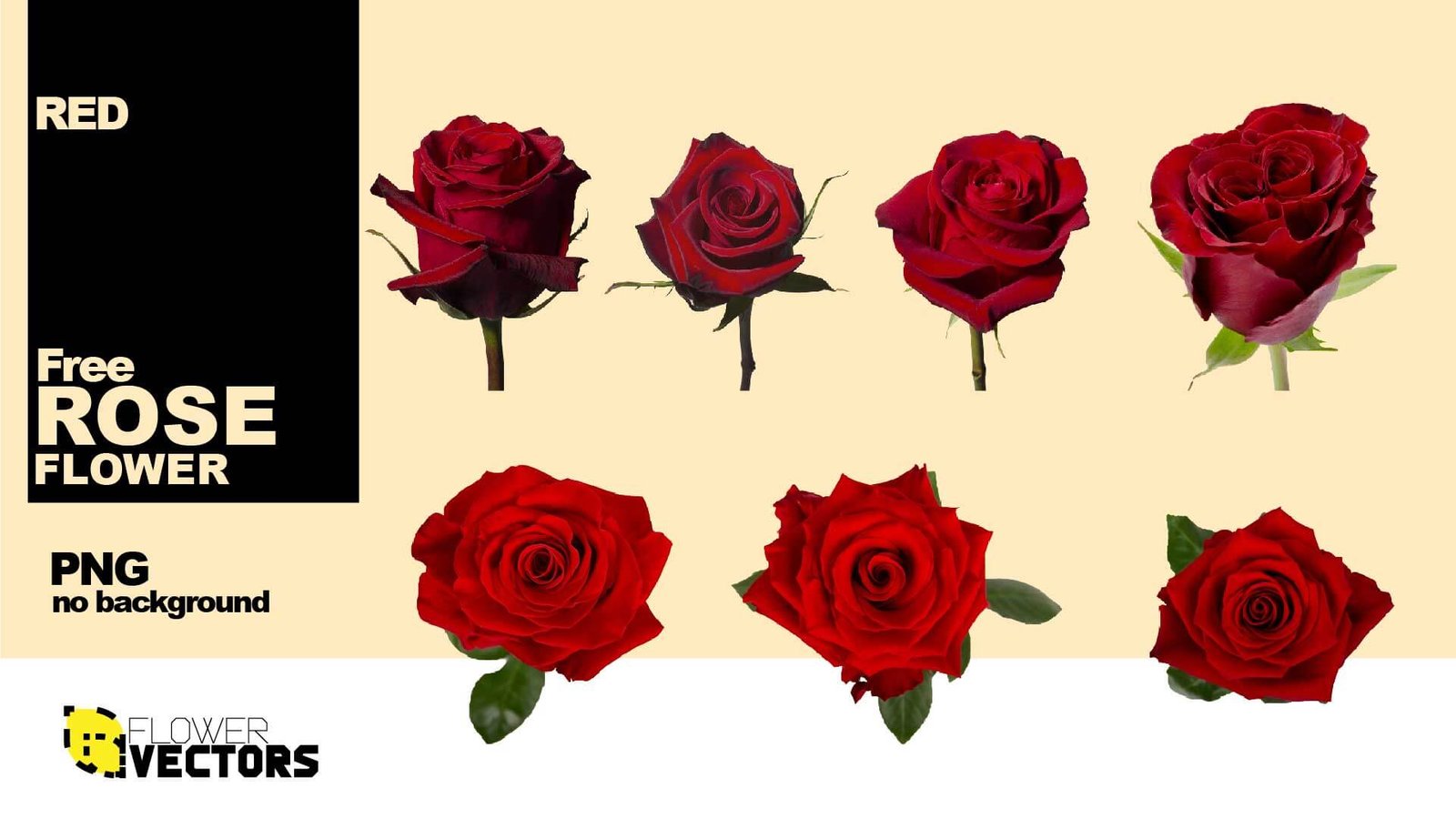 Red rose PNG flower transparent no background