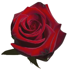 Red rose PNG freedom no background