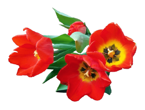 Red tulip flower PNG transparent