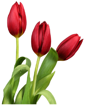 Red tulip PNG flower transparent