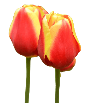 Red tulip two flowers PNG