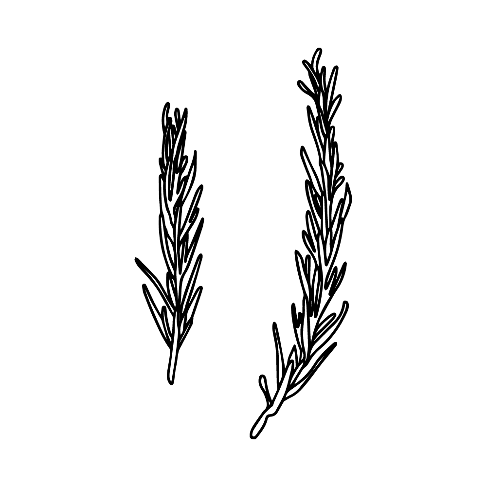 Rosemary vector PNG and SVG, transparent, no background