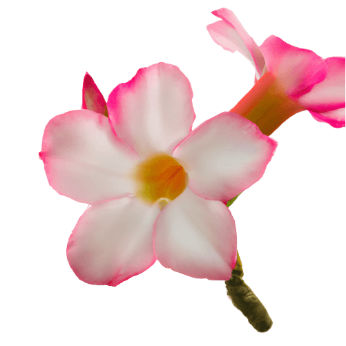 Simple azalea flower double in PNG no background