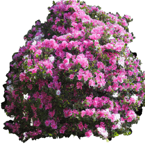 Simple azalea shrub in PNG transparent