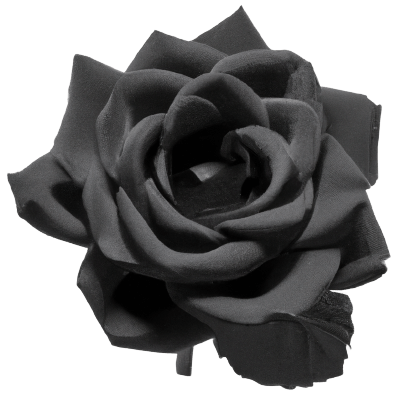 Black rose flower images in PNG, transparent, no background.