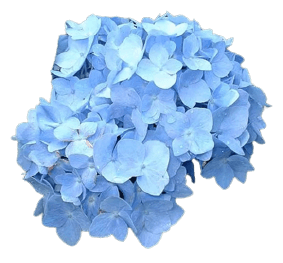 Simple blue hydrangea PNG transparent