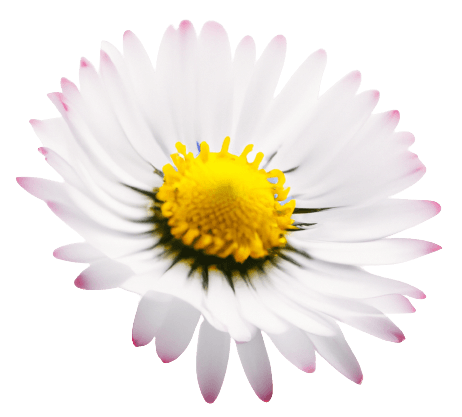 Simple daisy flower in PNG transparent no background