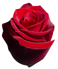 Simple front red rose no background transparent