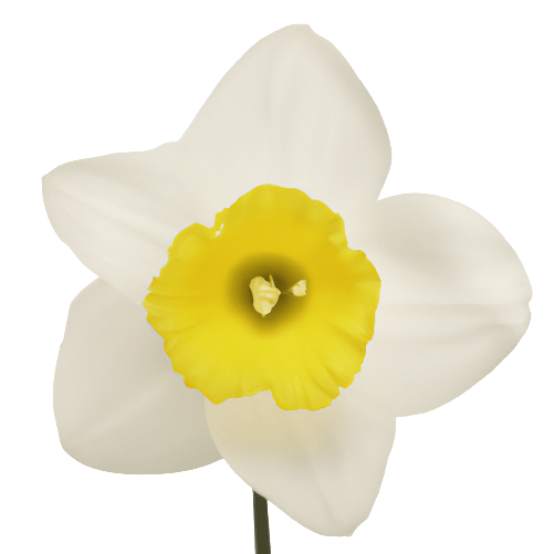 Simple narcissus flower in PNG transparent no background