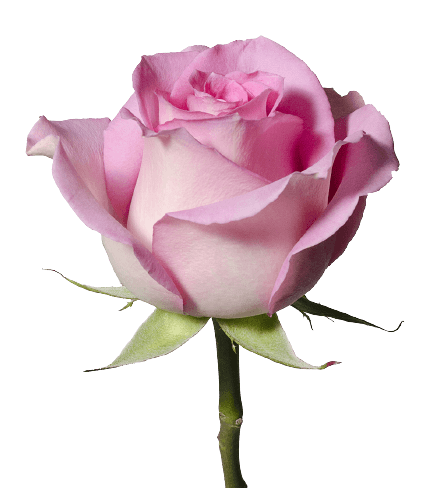 Simple one pink rose transparent