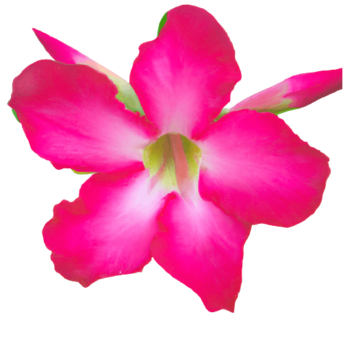 Simple pink azalea flower in PNG no background