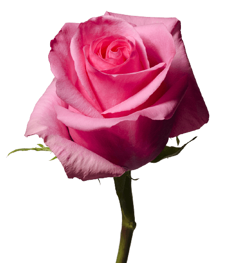 Simple pink rose flower no background transparent