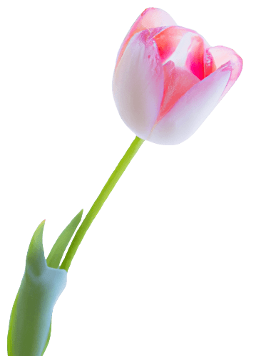 Simple pink tulip flower in PNG transparent no background