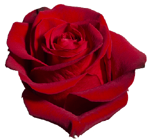 Simple red rose PNG transparent