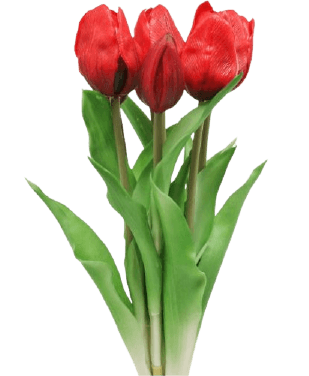 Simple red tulip PNG transparent