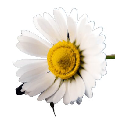 Simple white daisy in PNG flower no background transparent