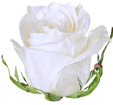Simple white rose PNG transparent