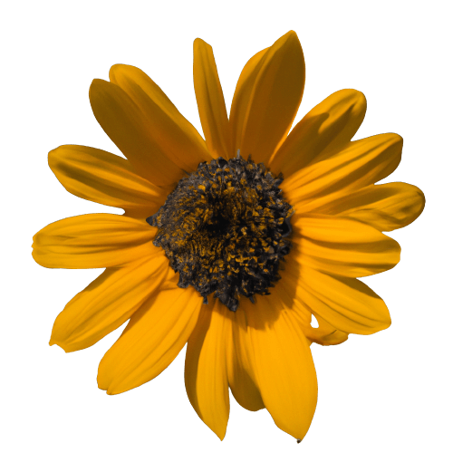 Simple yellow sunflower in PNG transparent