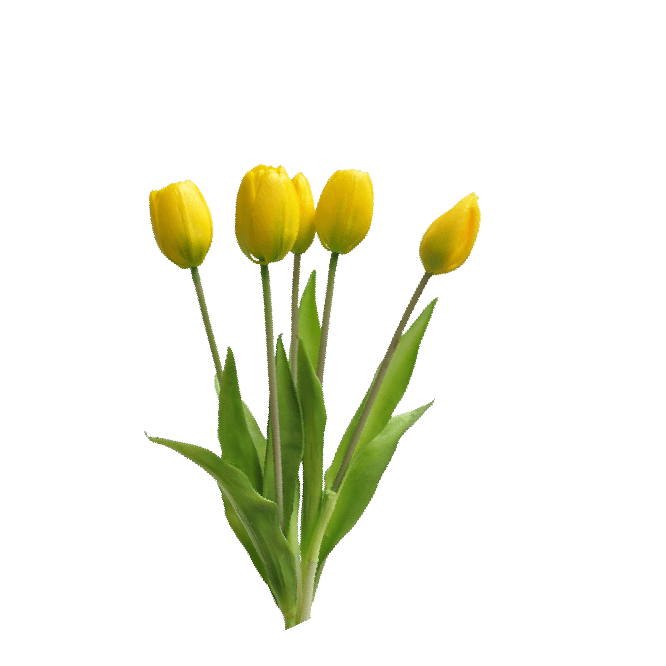 Simple yellow tulip flower transparent PNG