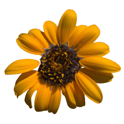 Sunflower in PNG no background