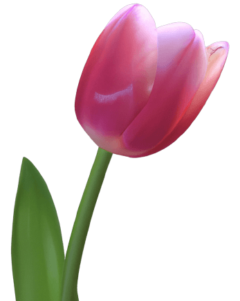 Transparent pink tulip flower in PNG no background