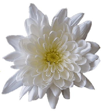 White chrysanthemum PNG transparent no background